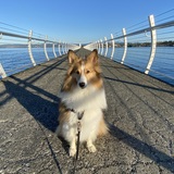 Entry image for Wiley