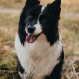 Entry image for Kess