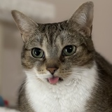 Entry image for Miku