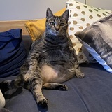 Entry image for Zaboomafoo