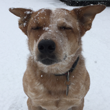 Entry image for Nixon