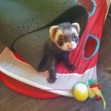 Entry image for Chocolate