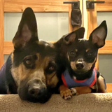 Entry image for Bowie & Alfie