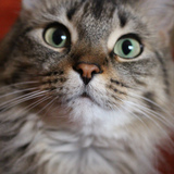 Entry image for Cricket