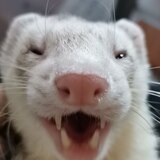 Entry image for Slinky