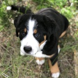 Entry image for Jasper