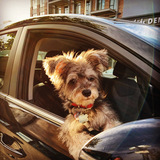 Entry image for Milou