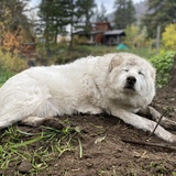 Entry image for Padme