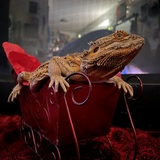 Entry image for Chicken