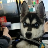 Entry image for Bingsu