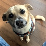 Entry image for Princess Maple Bacon