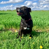 Entry image for Skye