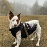 Entry image for Shea