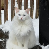 Entry image for Coco