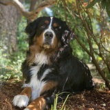 Entry image for Sophie