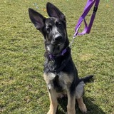 Entry image for Rainha