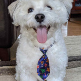 Entry image for Argo