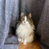 Entry image for Luna