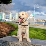 Entry image for Maaya