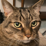 Entry image for Tiberius