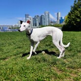 Entry image for Azizi