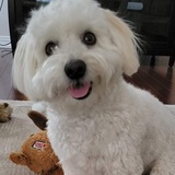 Entry image for BUDDY