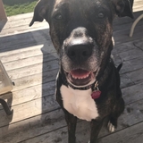 Entry image for Shira