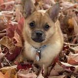 Entry image for Poncho