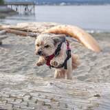 Entry image for Lucy 