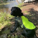 Entry image for Ziggy