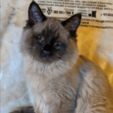 Entry image for Tanuki