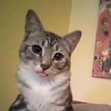 Entry image for Kiwi