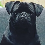 Entry image for Poli