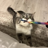 Entry image for Pico de Gallo