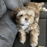 Entry image for Willow 