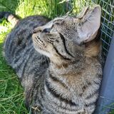 Entry image for Timbit