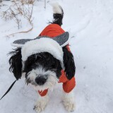 Entry image for Roscoe