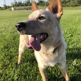 Entry image for Charlie