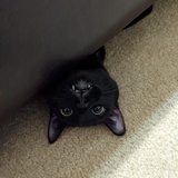 Entry image for Scooter