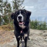 Entry image for Oscar 