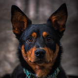 Entry image for Kelvin