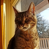 Entry image for Chucky