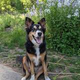 Entry image for Hallie