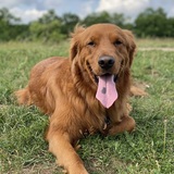 Entry image for Bentley