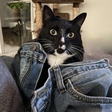 Entry image for Kali