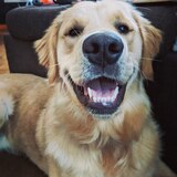 Entry image for Appa