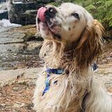 Entry image for Rush