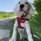 Entry image for Rush