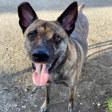 Entry image for Sadie