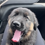 Entry image for Enzo